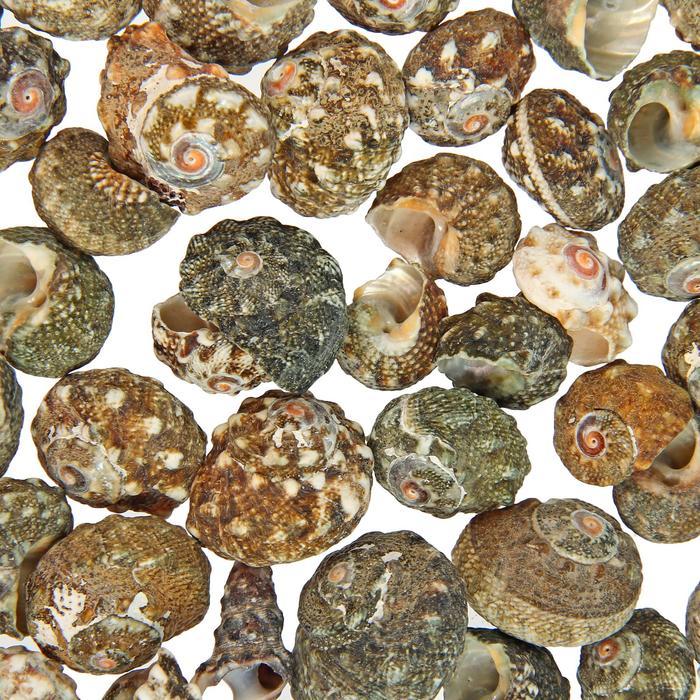 Набор ракушек, внутри перламутр, 100 гр 1302303 — PalitraMastera