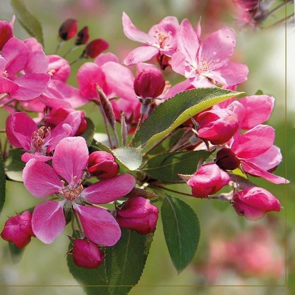 Салфетки - трехслойные, Maki, яблоневый цвет фото 1 &mdash; PalitraMastera