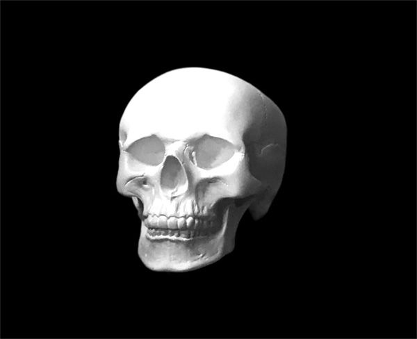 Череп анатомический НОВЫЙ, гипс (арт.10-164) — PalitraMastera