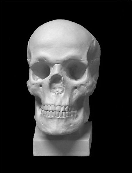 Череп. Слепок с натурального, гипс (арт.10-122) — PalitraMastera