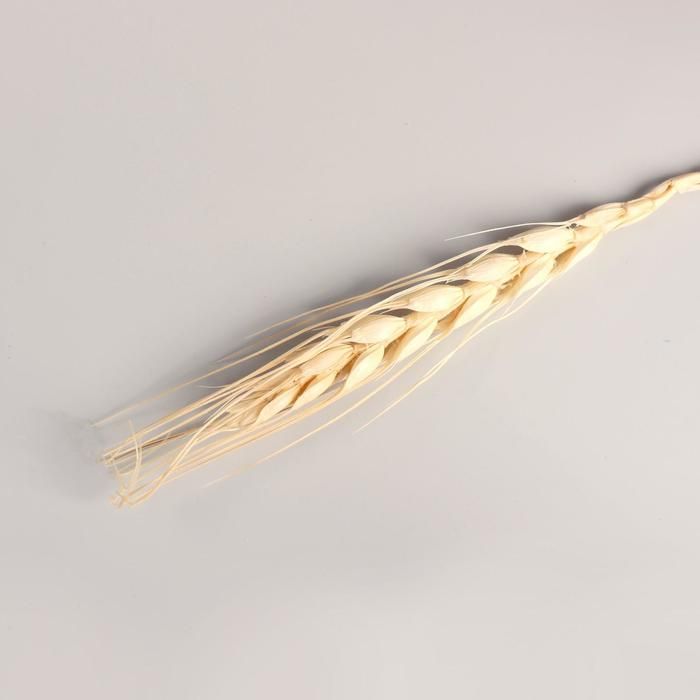 Декор сухоцвет &quot;Рожь&quot; (набор 10 шт) 60 см, бежевый 7081242 — PalitraMastera