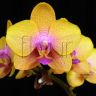 04-0010 Фактура цветка орхидеи phalaenopsis(2 части) фото 2 — PalitraMastera
