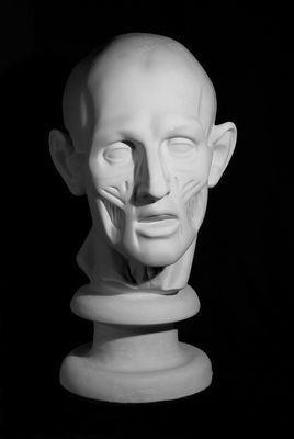Экорше головы по Гудону, гипс (арт.10-107) фото 1 — PalitraMastera