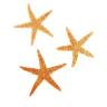 Набор из 3 морских звезд, размер каждой 6-10 см 1302300---- фото 1 — PalitraMastera