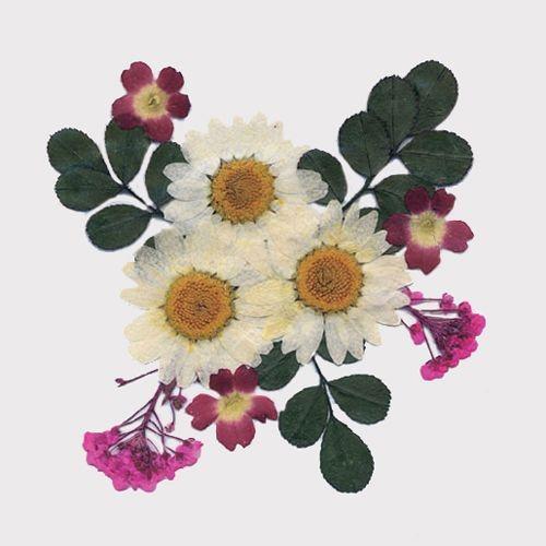 Цветы сухие для декора,    микс розовые, белые . АКЦИЯ!!! — PalitraMastera