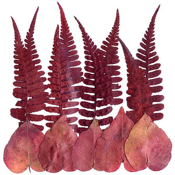 Листья сухие для декора,    осенний микс АКЦИЯ!!! — PalitraMastera