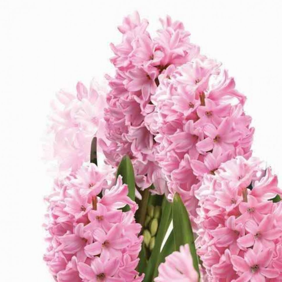 Салфетки - трехслойные, Daisy, коллекция "На каждый день" фото 1 &mdash; PalitraMastera