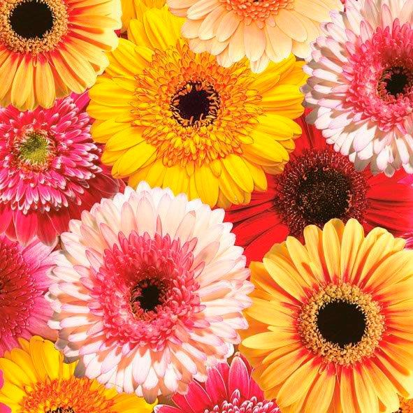 Салфетки - трехслойные, Daisy, коллекция &quot;На каждый день&quot; — PalitraMastera