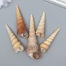Декоративные ракушки "Turritella Terebra" 5 шт 6870462 фото 1 — PalitraMastera