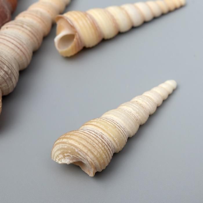 Декоративные ракушки &quot;Turritella Terebra&quot; 5 шт 6870462 — PalitraMastera