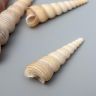 Декоративные ракушки "Turritella Terebra" 5 шт 6870462 фото 2 — PalitraMastera