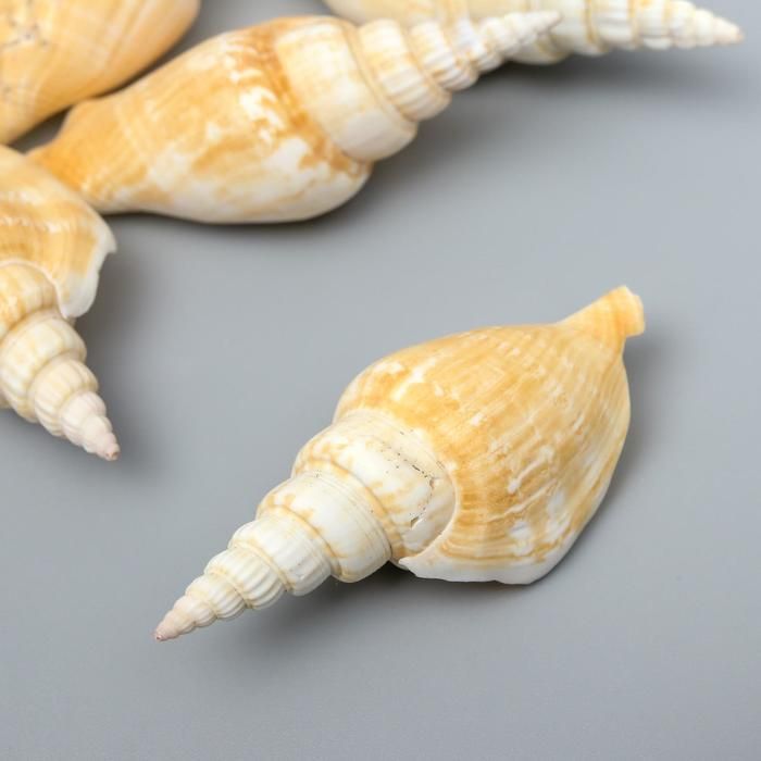 Декоративные ракушки &quot;Strombus Vittatus&quot; 5 шт 6870461 — PalitraMastera
