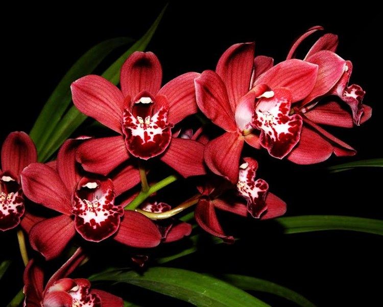 02-0064 Каттер Цветок Орхидеи Цимбидиум (большой) АКЦИЯ!!!--- — PalitraMastera