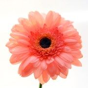 02-0053 Каттер лепесток универсальный (хризантема, ромашка, гербера) АКЦИЯ!!!--- — PalitraMastera