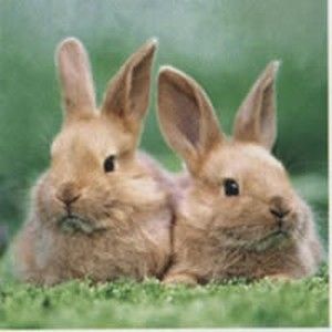 Салфетка для декупажа 33 х 33 см Два кролика АКЦИЯ!!! — PalitraMastera