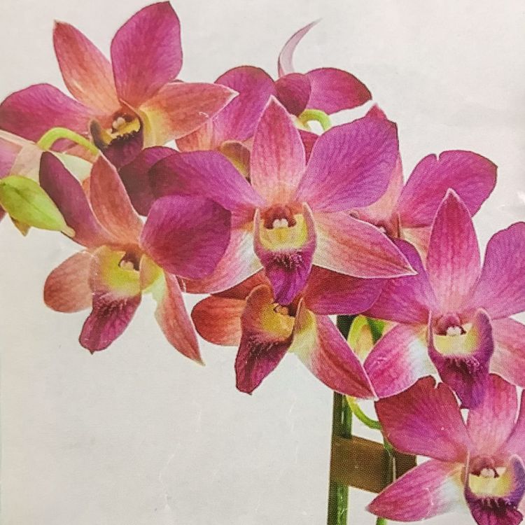 к-0024-2 каттер anusha fair — PalitraMastera