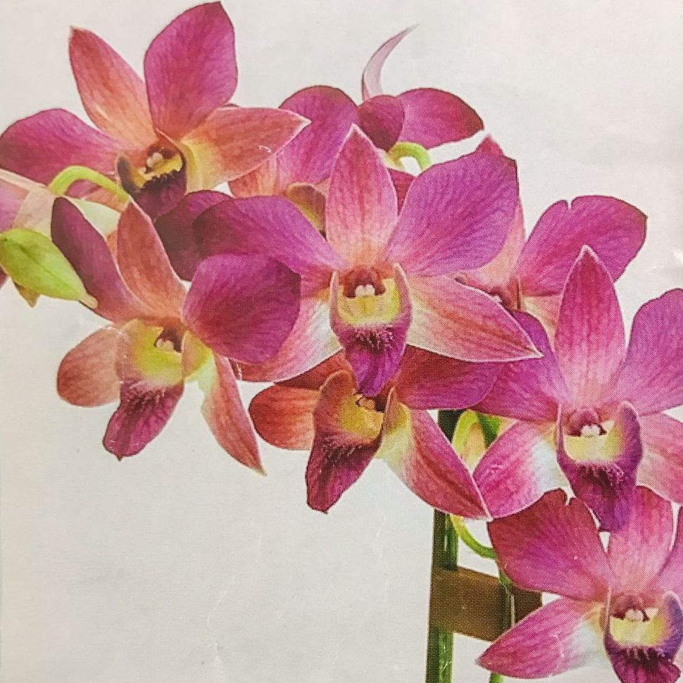 к-0024-2 каттер anusha fair фото 1 — PalitraMastera