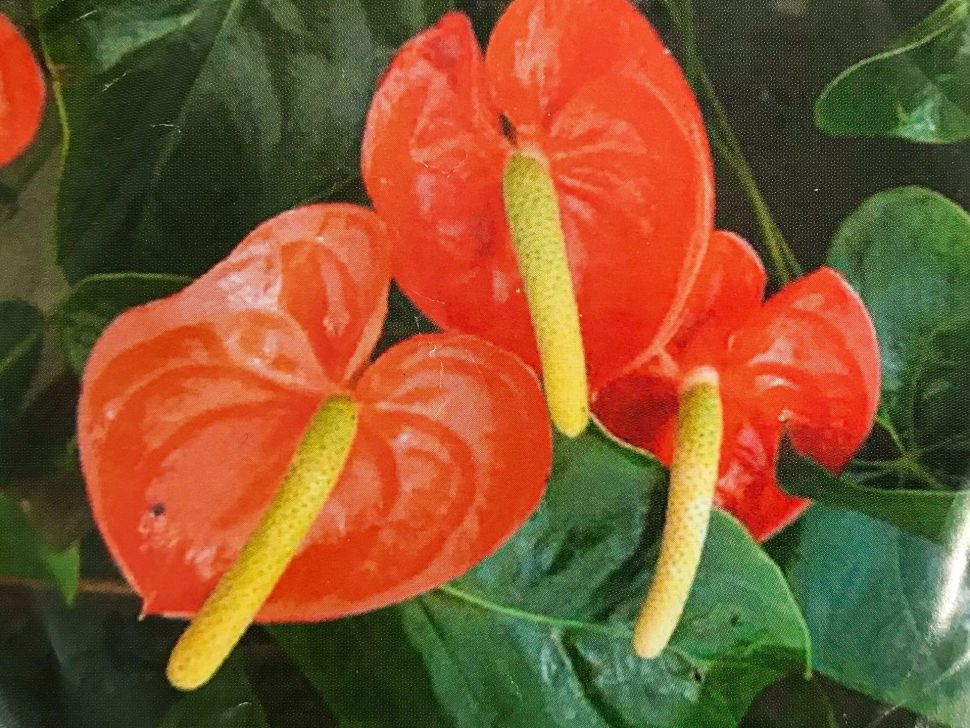 к-0014-2 каттер антуриум фото 1 — PalitraMastera