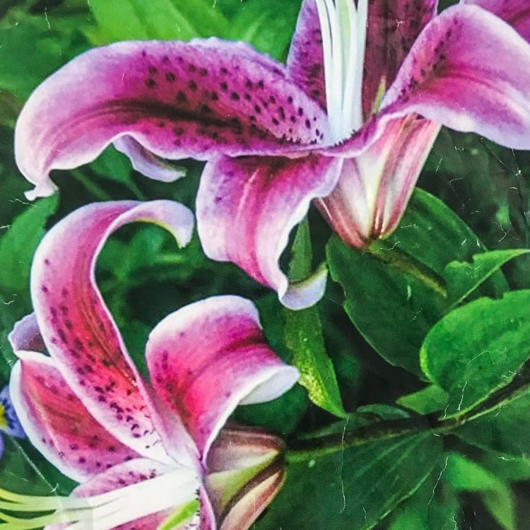 к-0002-2 каттер лилии — PalitraMastera