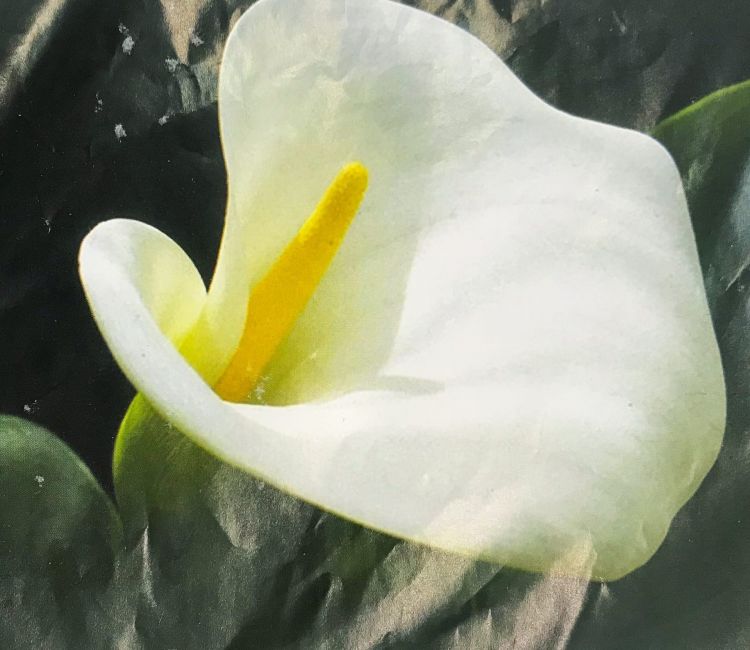 к-0001-2 каттер каллы — PalitraMastera