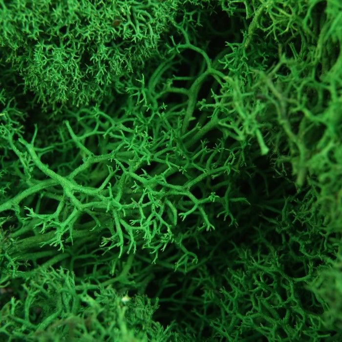 Мох стабилизированный &quot;Зелёный&quot; 45 гр (+-5 гр). 4722177 — PalitraMastera