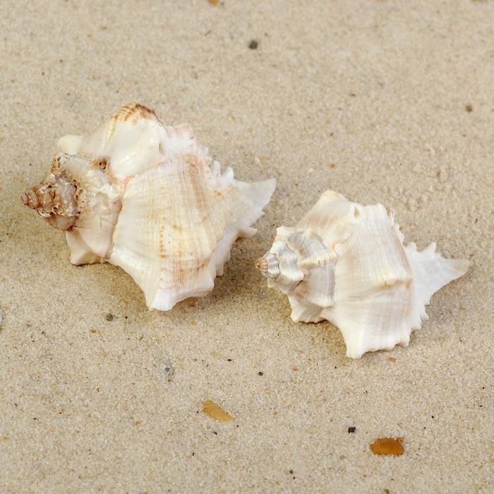 Раковина морская Мурекс Вержинеус, по 2шт, 6-7 см  3527989---- — PalitraMastera