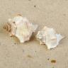Раковина морская Мурекс Вержинеус, по 2шт, 6-7 см  3527989---- фото 1 — PalitraMastera