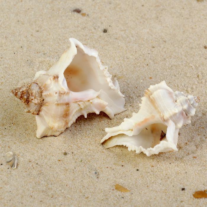 Раковина морская Мурекс Вержинеус, по 2шт, 6-7 см  3527989---- — PalitraMastera