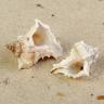 Раковина морская Мурекс Вержинеус, по 2шт, 6-7 см  3527989---- фото 2 — PalitraMastera