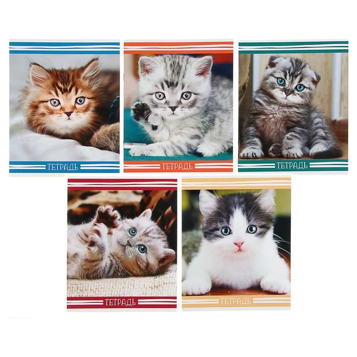 Тетрадь 12 листов в клетку "Котята", обложка мелованный картон, ВД-лак, блок офсет, МИКС (5 видов в спайке) &mdash; PalitraMastera