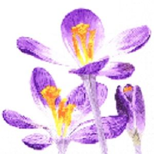 Салфетка трехслойная 33*33 &quot;Крокус&quot; АКЦИЯ!!! — PalitraMastera