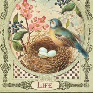 БУМАГА ДЛЯ СКРАПБУКИНГА ПТИЦЫ